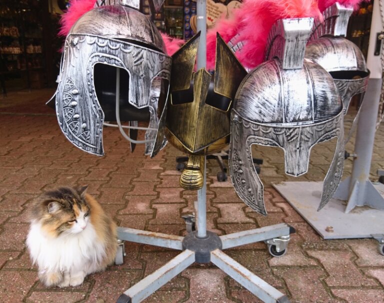 Weird Things Greeks Do. A cat is sitting under a stand with souvenir helmets in a Greek tourist shop.